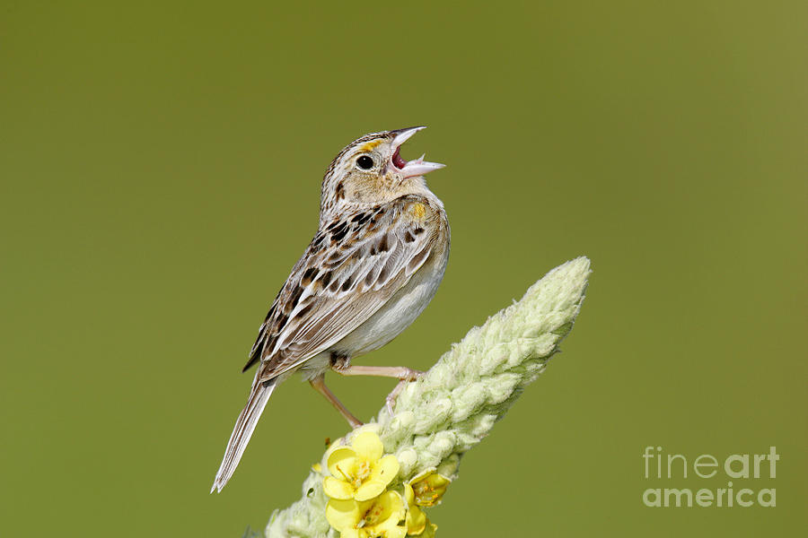 Grasshopper Sparrow #2 Photograph by Jim Zipp