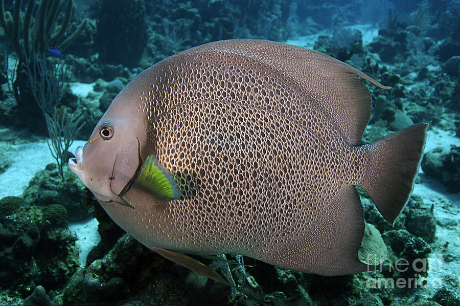 Gray Angelfish #2 Photograph by JT Lewis
