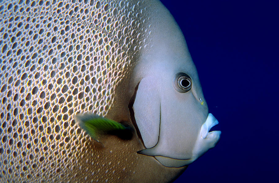 Gray Angelfish Pomacanthus Arcuatus #1 Photograph by Charles Angelo