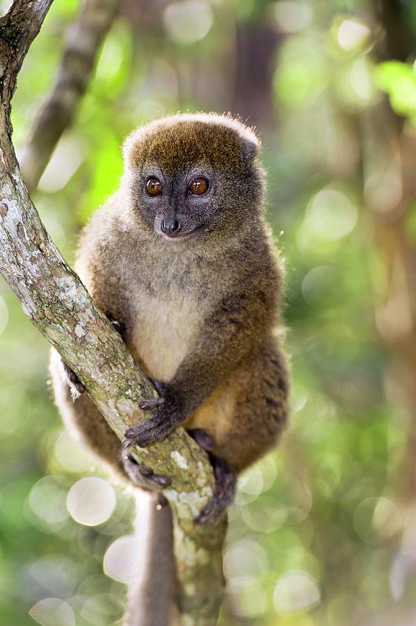 Gray Bamboo Lemur #1 Photograph by Tony Camacho/science Photo Library