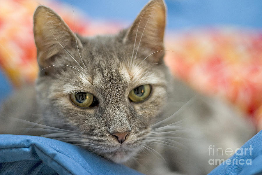 Cat Photograph - Gray Cat On A Blanket #2 by Larry Landolfi