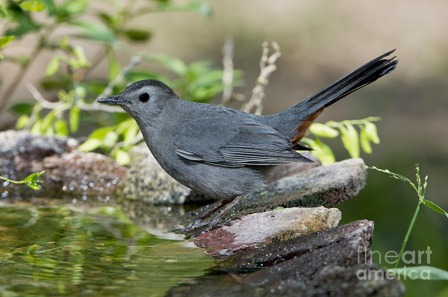 Gray Catbird #1 Photograph by Anthony Mercieca
