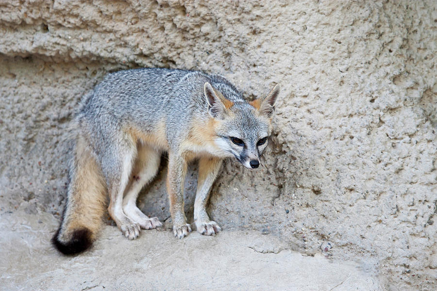 Gray Fox Urocyon Cinereoargenteus Photograph By Larry Ditto