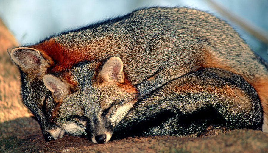 Nature Photograph - Gray Foxes #1 by Millard H. Sharp