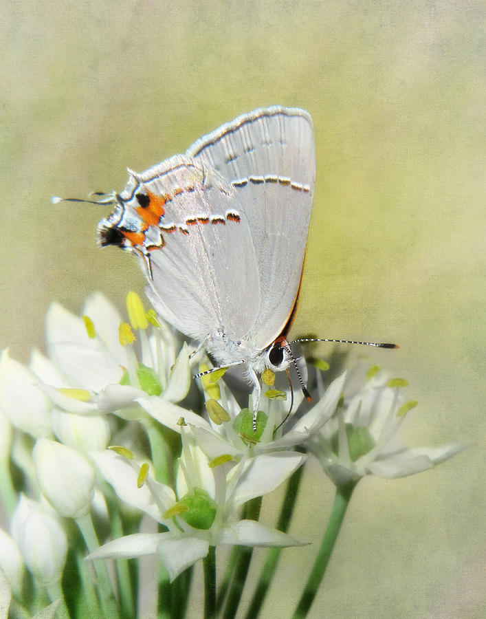 Gray Hairstreak Butterfly III #1 Photograph by David and Carol Kelly