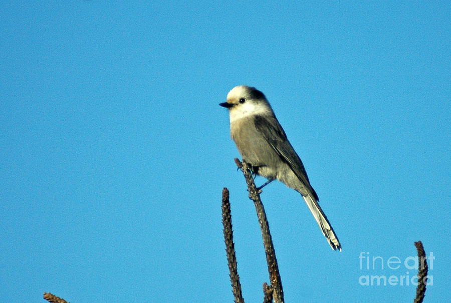 1050A Gray Jay Photograph by NightVisions