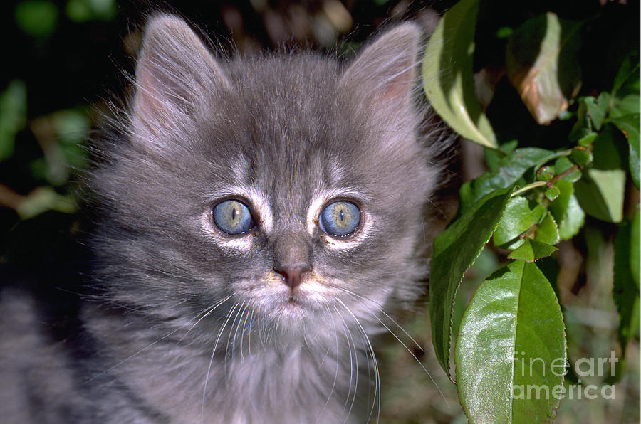 Gray Kitten About 7 Weeks Old #1 Photograph by William H. Mullins