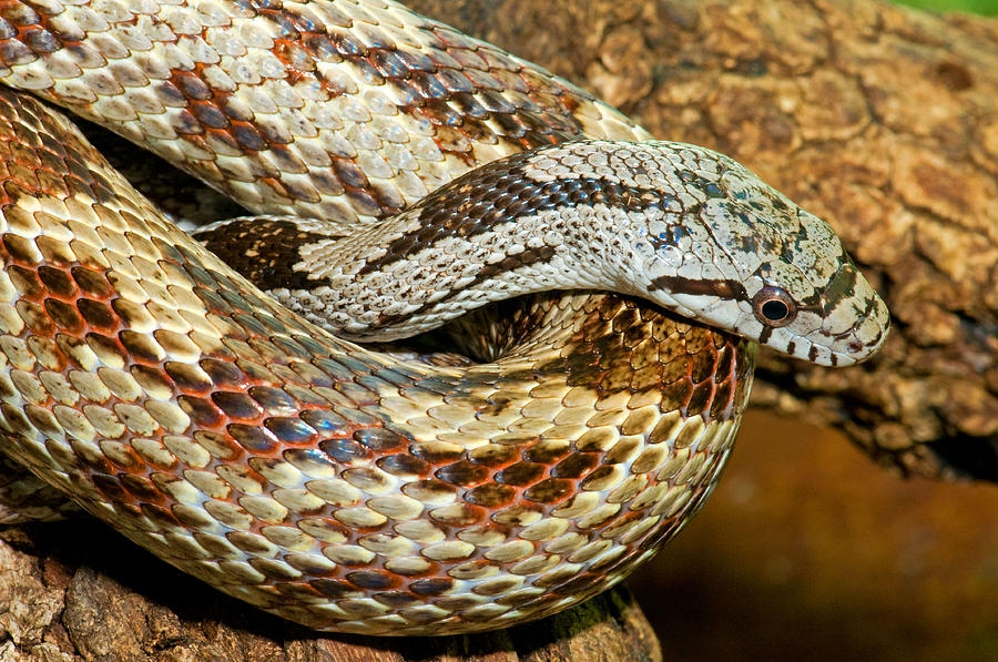 Nature Photograph - Gray Rat Snake #1 by Millard H. Sharp