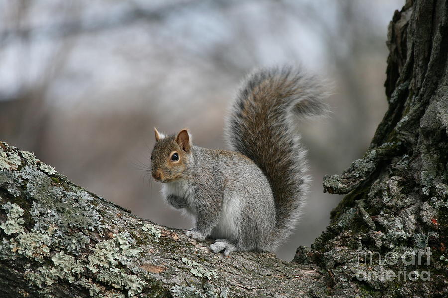 Gray Squirrel Photograph by Neal Eslinger
