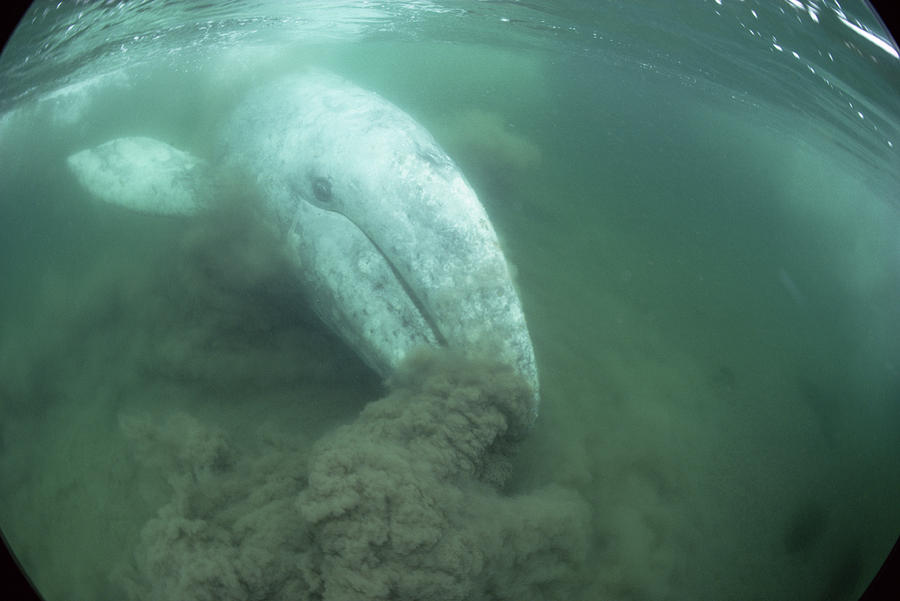 Gray Whale Filter Feeding Vancouver Isl #1 Photograph by Flip Nicklin