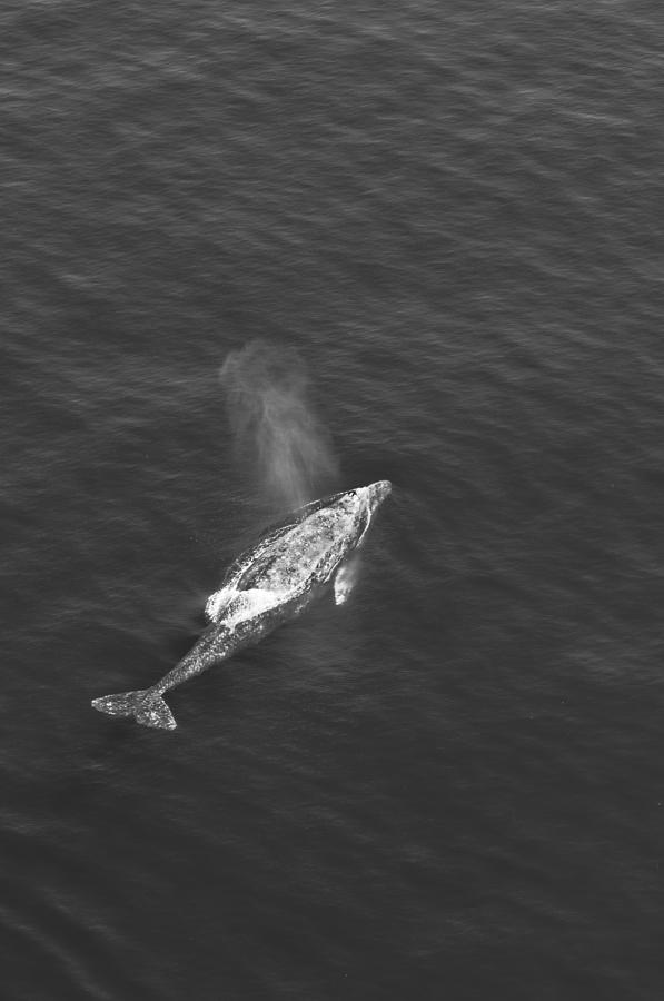 Wildlife Photograph - Gray Whale #1 by Greg Amptman