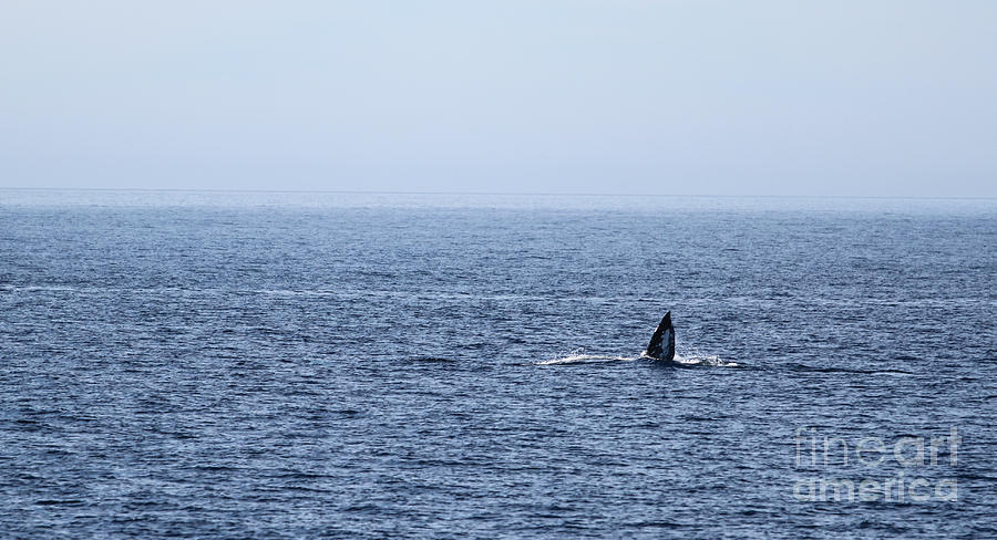 Gray Whale #1 Photograph by Henrik Lehnerer