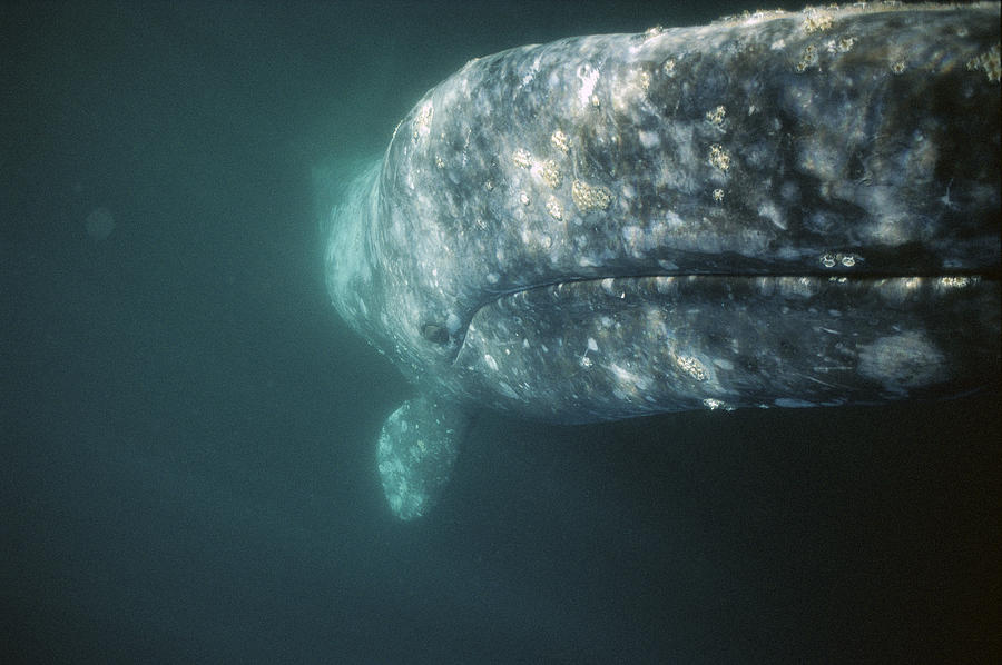 Gray Whale Investigating Underside Photograph by Tui De Roy