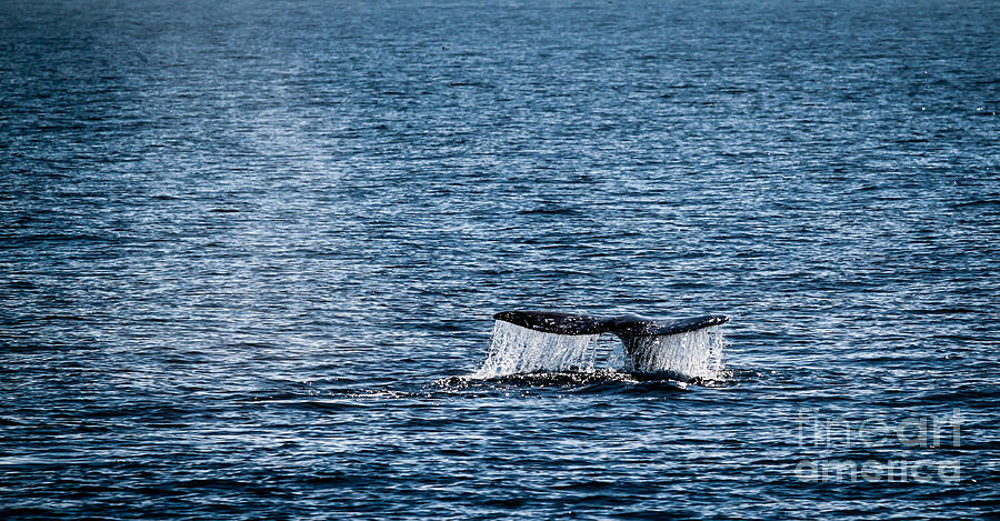 Gray Whale Tail #1 Photograph by Henrik Lehnerer