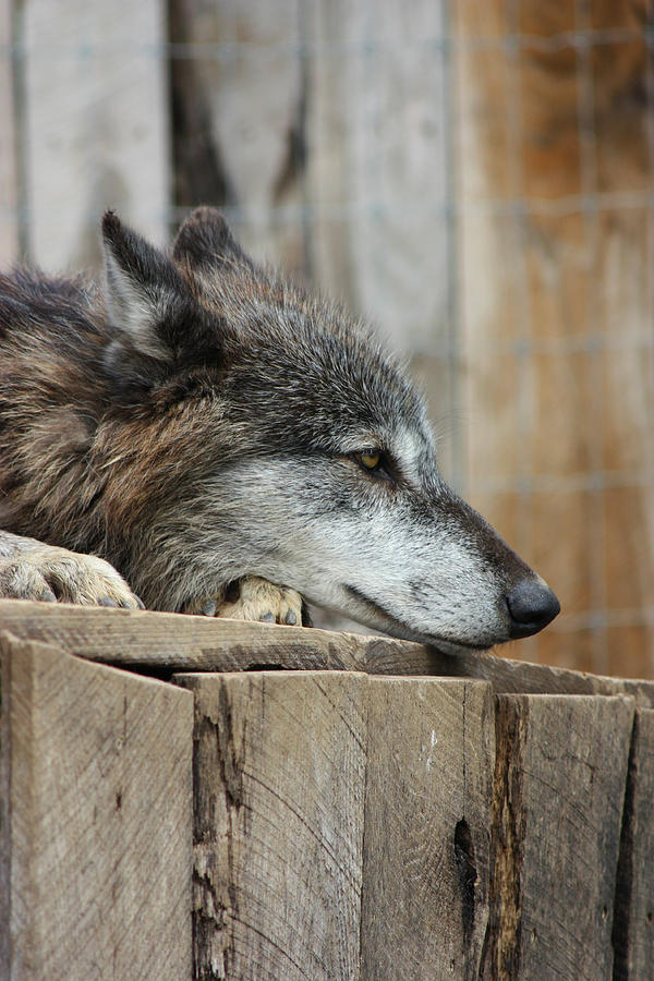 Gray Wolf #1 Photograph by Amanda Stadther