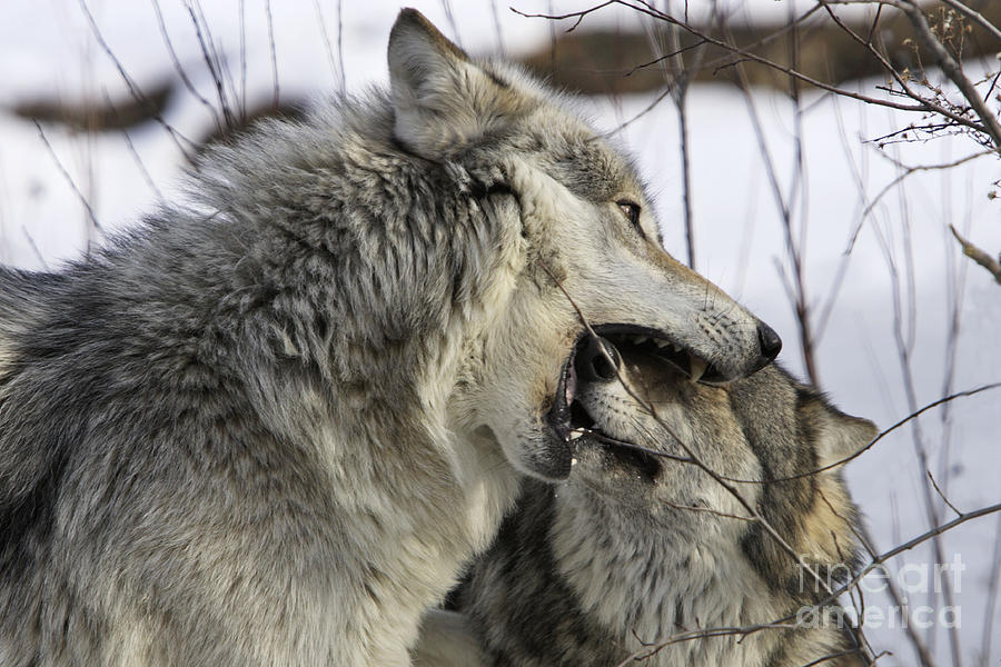 Gray Wolf, Canis Lupus #1 Photograph by M. Watson