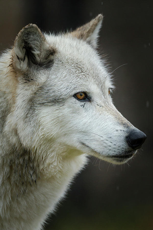 gray wolf yellowstone