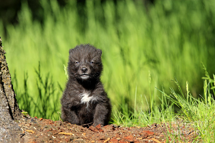 Gray Wolf Cub Canis Lupus Photograph By M Watson Fine Art America