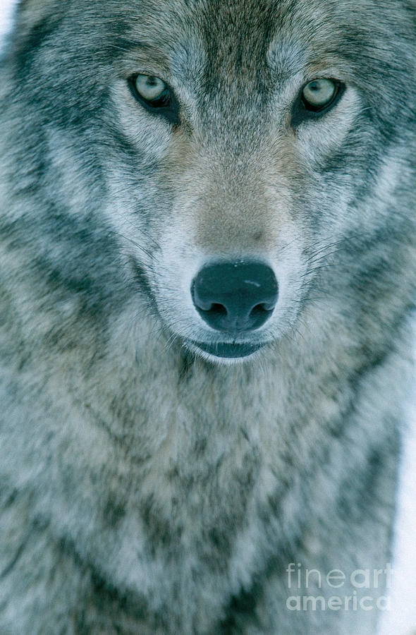 Gray Wolf #1 Photograph by Jeffrey Lepore