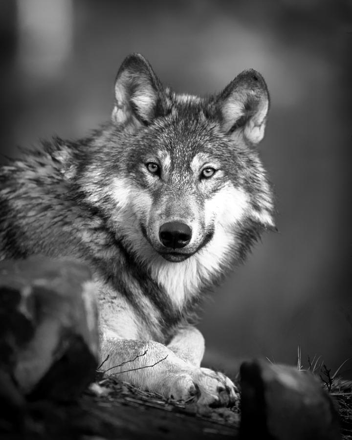 Gray Wolf Photograph by Mountain Dreams