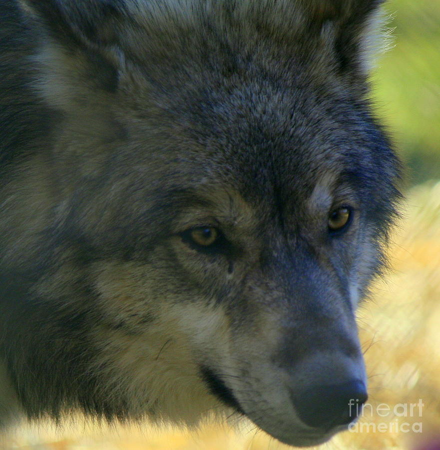 Gray Wolf Photograph by Neal Eslinger