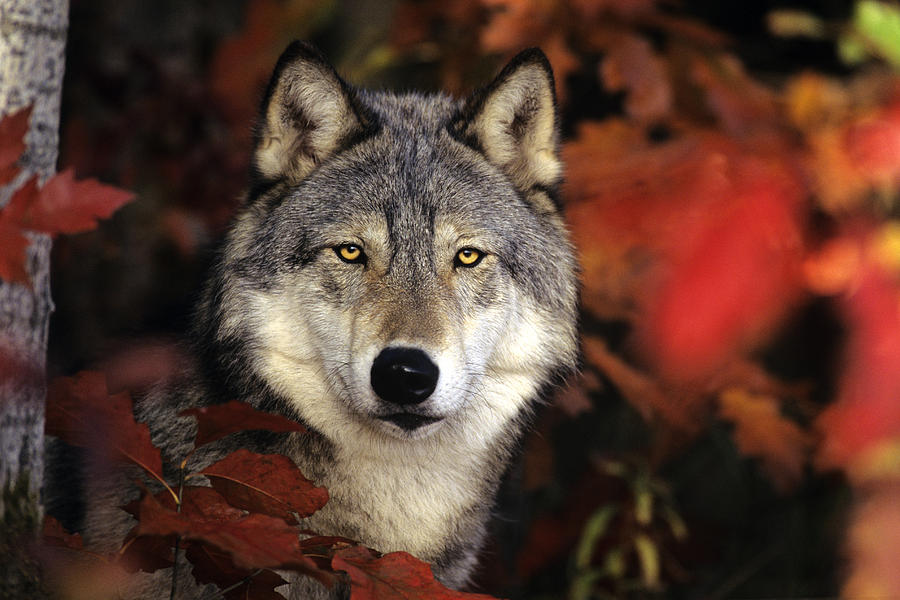 Gray Wolf Or Timber Wolf #1 Photograph by Thomas And Pat Leeson