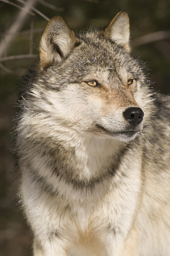 Gray Wolf Portrait #1 Photograph by Steve Gettle