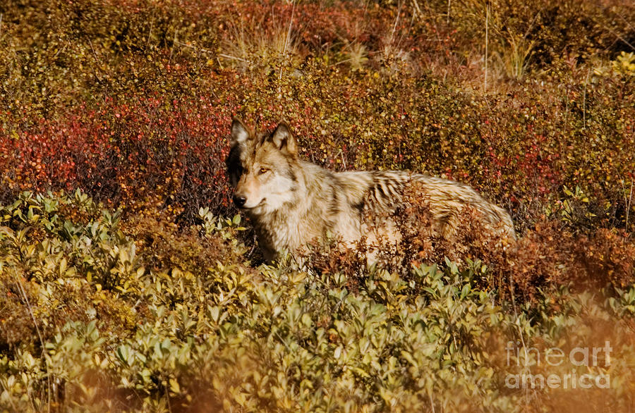 Gray Wolf #1 Photograph by Ron Sanford