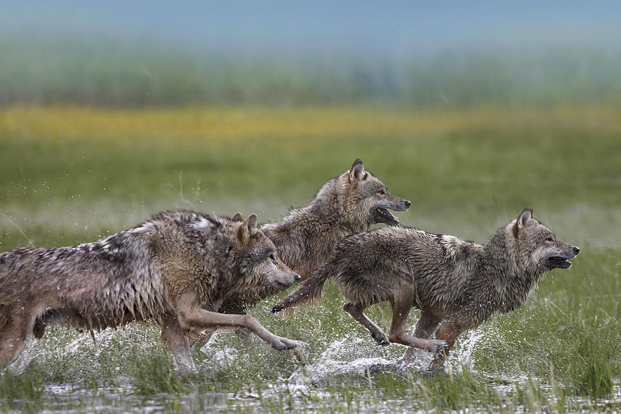 Gray Wolf Trio Running Through Water #1 Photograph by Tim Fitzharris