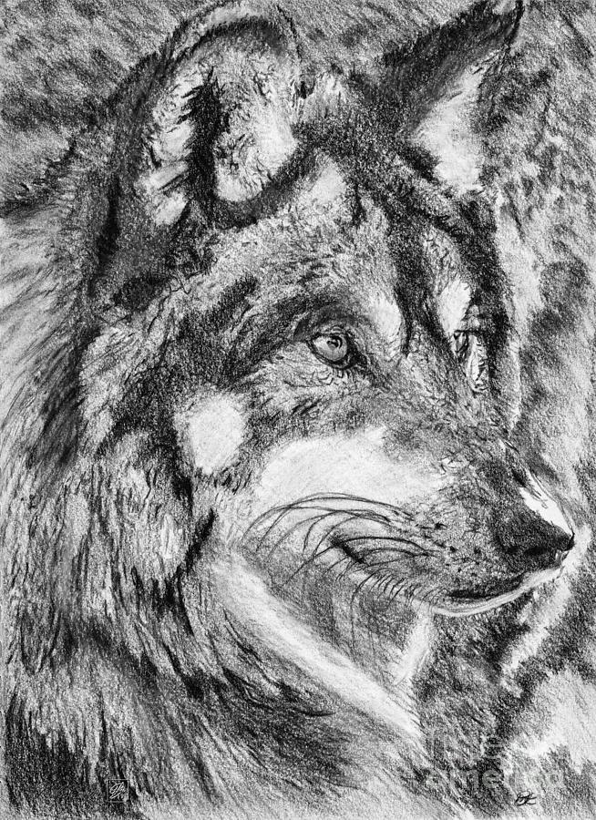 Gray Wolf Watches and Waits #2 Drawing by J McCombie
