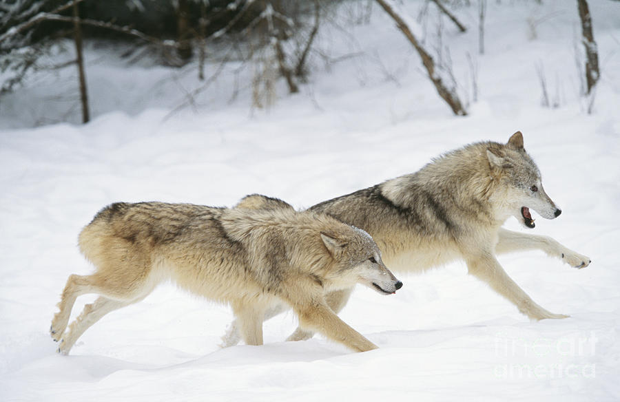 Gray Wolves, Canis Lupus #1 Photograph by M. Watson