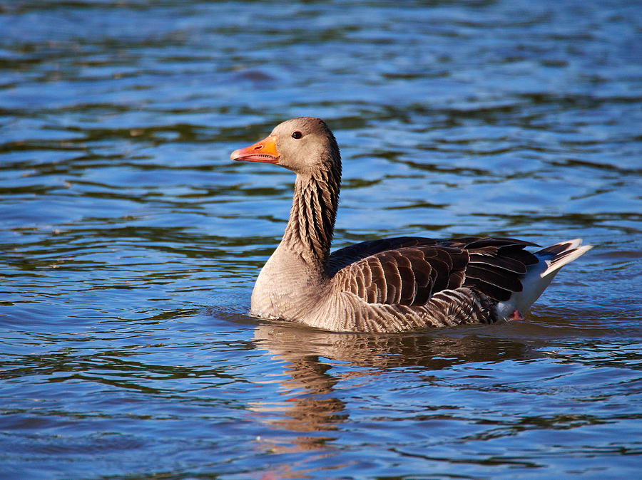 Graylag goose #1 Photograph by Jouko Lehto - Fine Art America