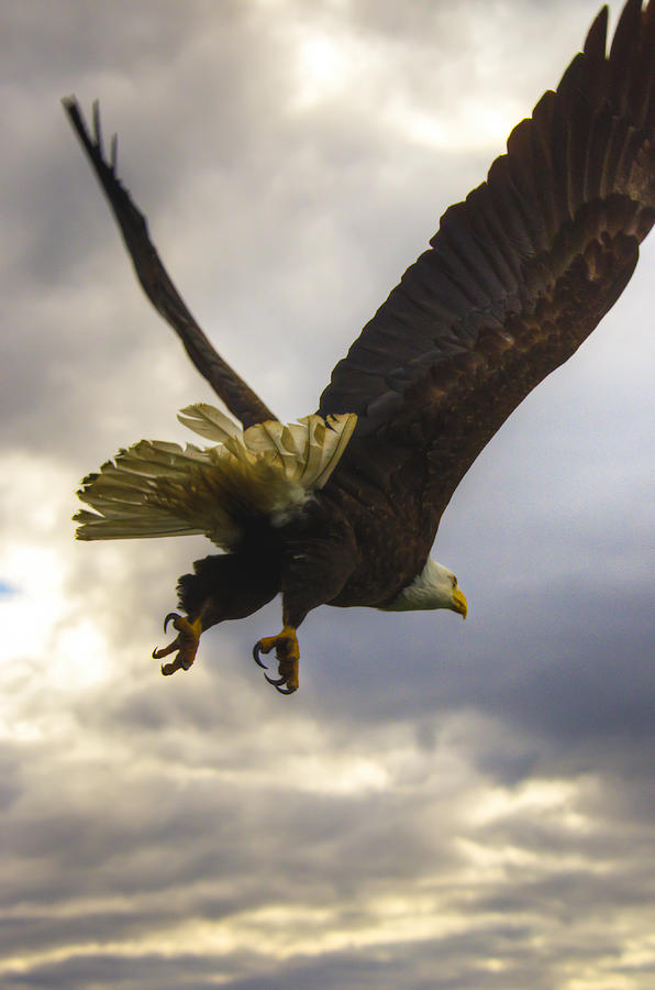 Great American Bald Eagle in Flight Homer Alaska #1 Photograph by Natasha Bishop