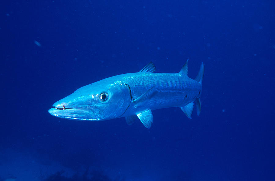Great Barracuda #1 Photograph by Charles Angelo