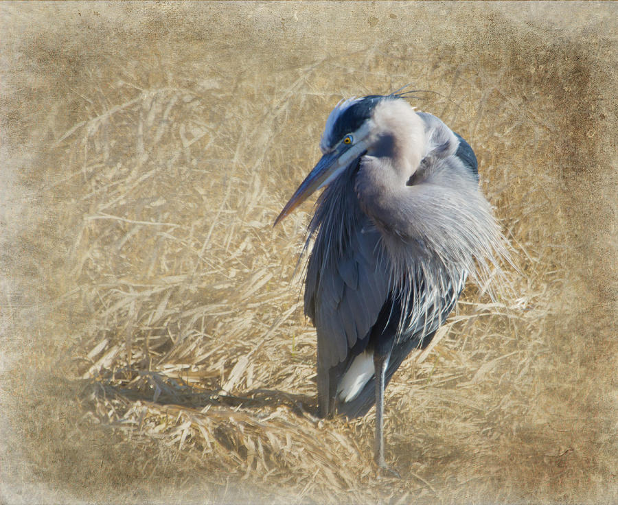 Great Blue Heron #1 Photograph by Angie Vogel