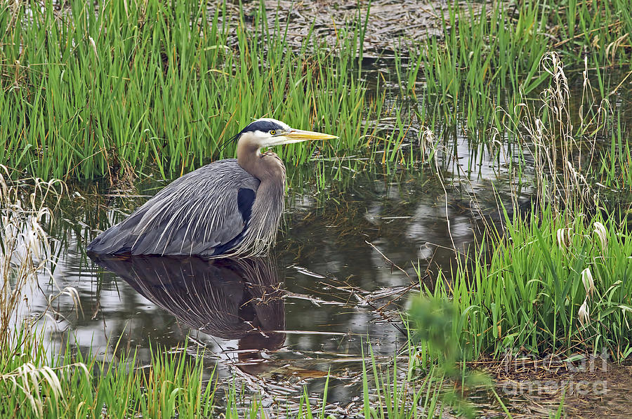 Great Blue Heron at DeBoville Slough 2 Photograph by Sharon Talson