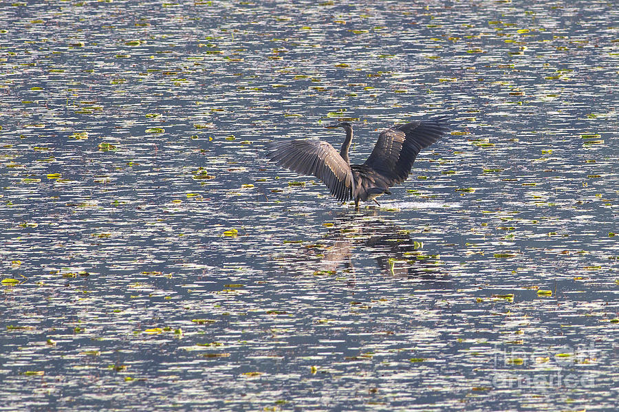 Great Blue Heron at the Marsh #1 Photograph by Sharon Talson
