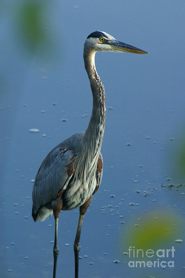 Great Blue Heron #1 Photograph by Butch Lombardi