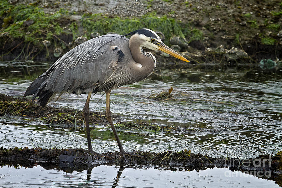Great Blue Heron #1 Photograph by Carrie Cranwill