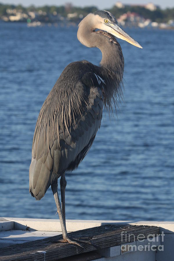 Great Blue Heron  Photograph by Christiane Schulze Art And Photography