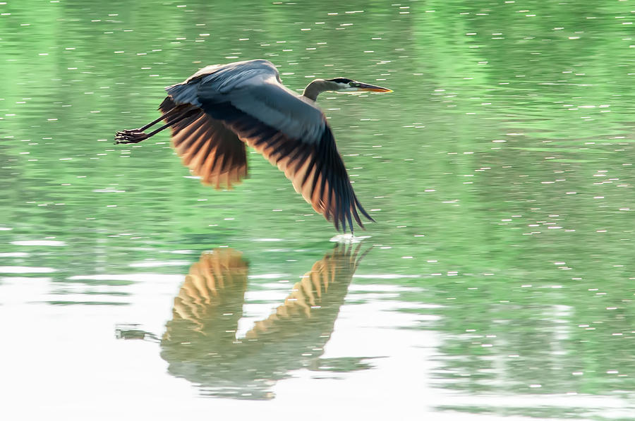 Great Blue Heron flying abstract motion #1 Photograph by Alex Grichenko