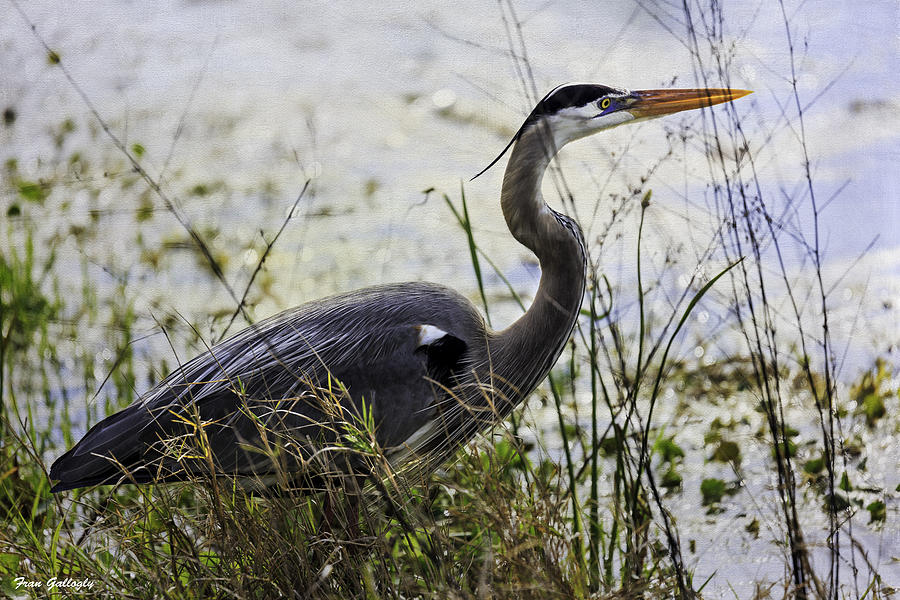 Great Blue Heron #1 Photograph by Fran Gallogly