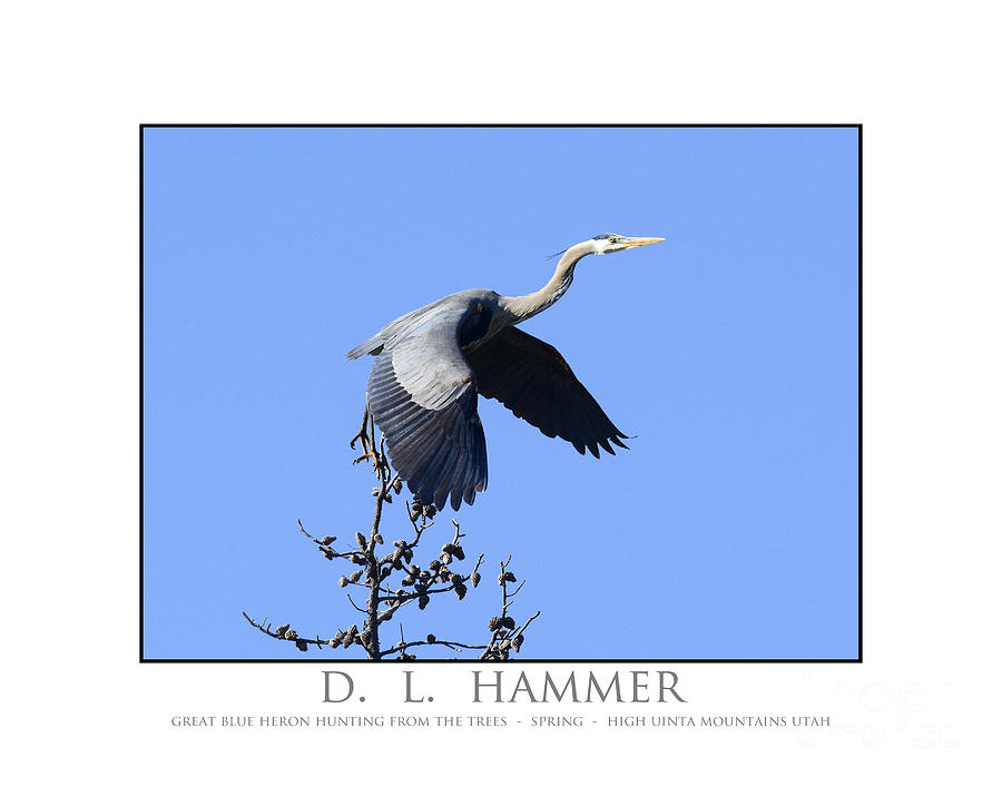 Great Blue Heron Hunting #1 Photograph by Dennis Hammer