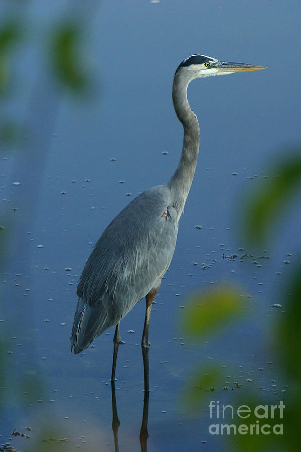 Great Blue Heron I #1 Photograph by Butch Lombardi