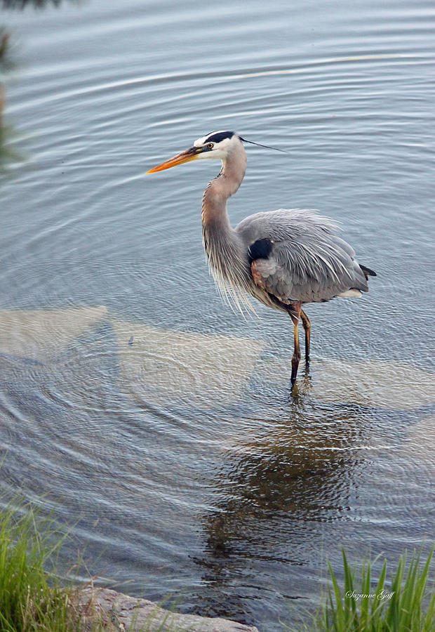 Heron Photograph - Great Blue Heron III #1 by Suzanne Gaff