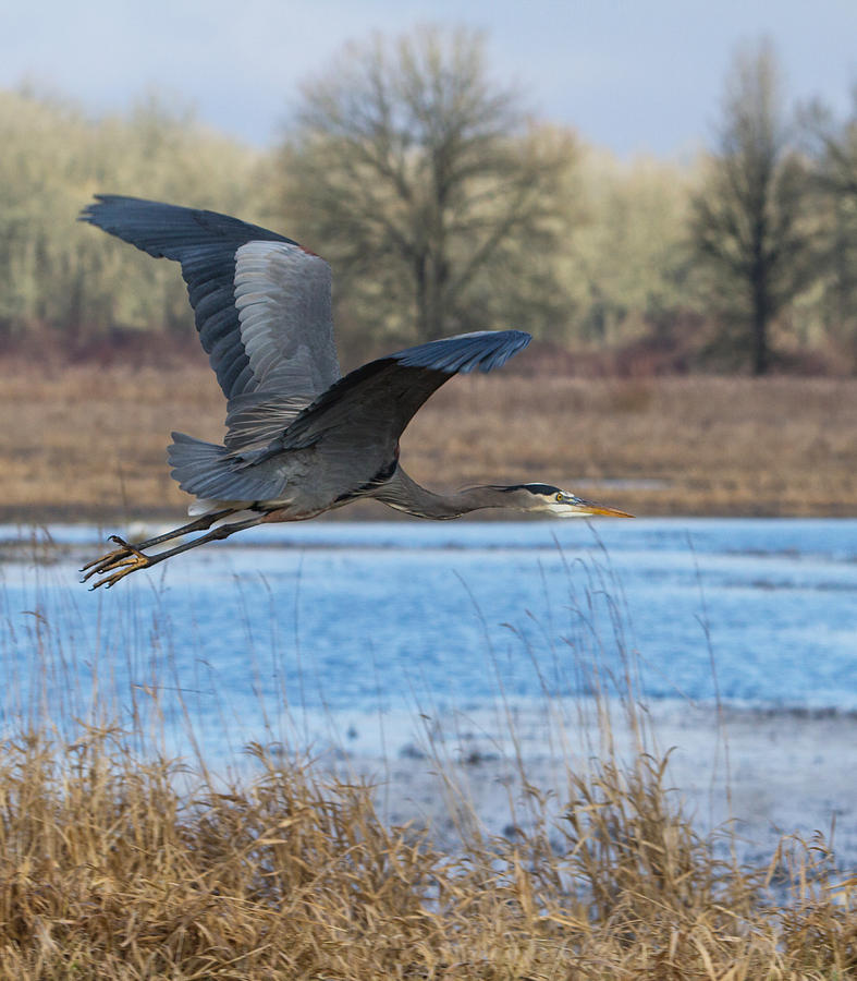 Great Blue Heron in Flight #1 Photograph by Angie Vogel