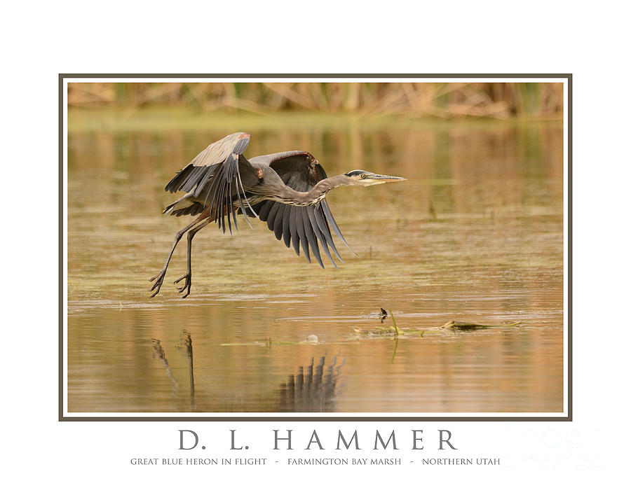 Great Blue Heron in Flight #1 Photograph by Dennis Hammer