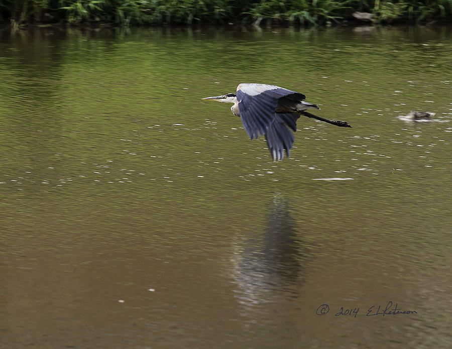 Great Blue Heron In Flight #1 Photograph by Ed Peterson