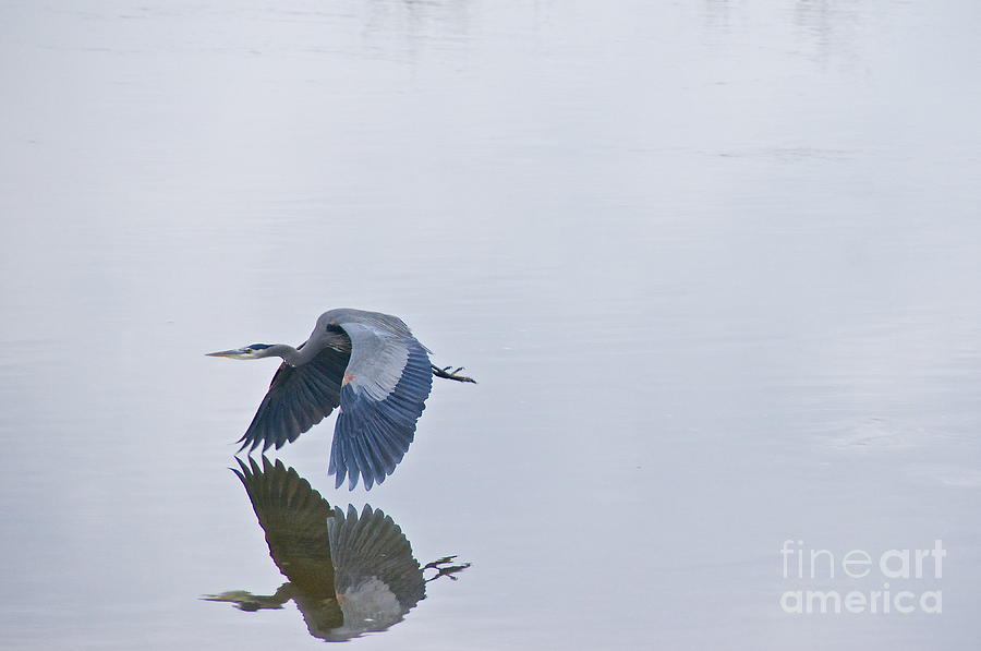 Great Blue Heron in Flight #1 Photograph by Sean Griffin