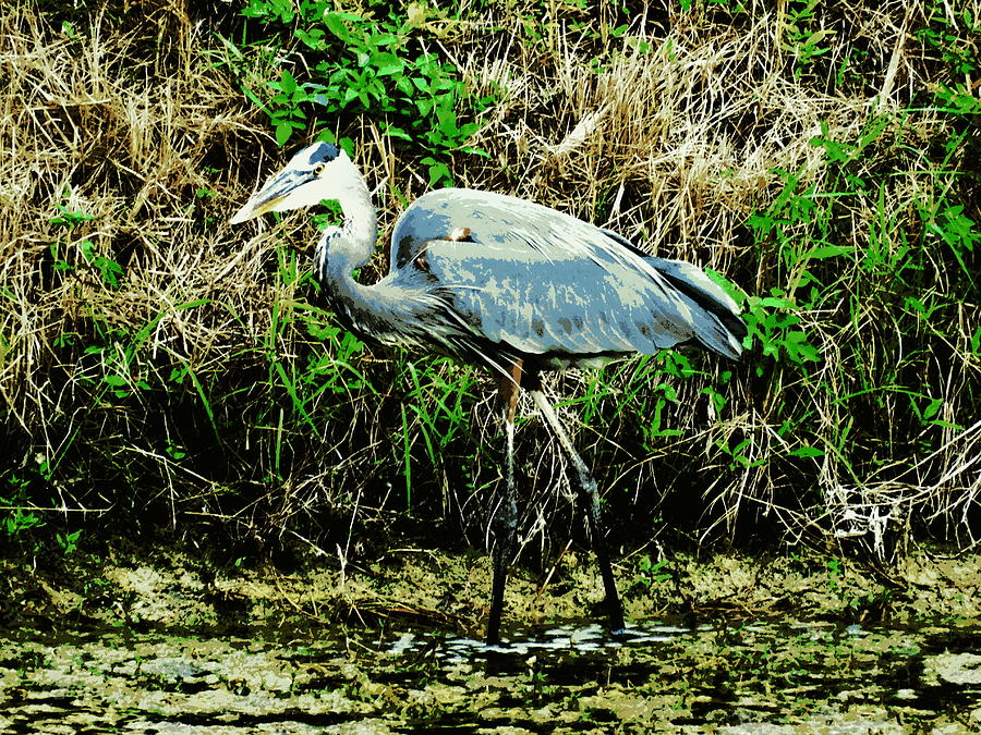 Bird Photograph - Great Blue Heron #1 by Ines  Ganteaume